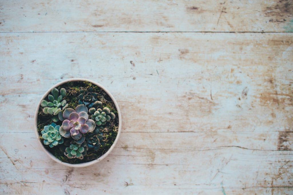 Photo Image: Hemp plant